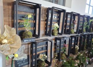 Výstava čemeríc v Trnave