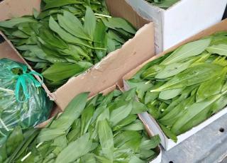 Výlet Dolná Krupá 3