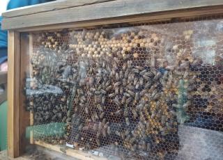 Prednáška o včelách v DSS Zavar s pánom Maruniakom 2