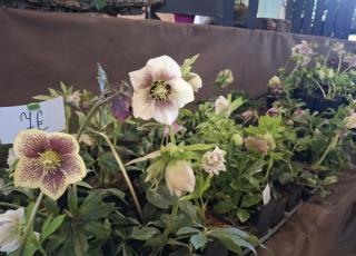 Čemerice robia radosť aj našim klientom v domove.